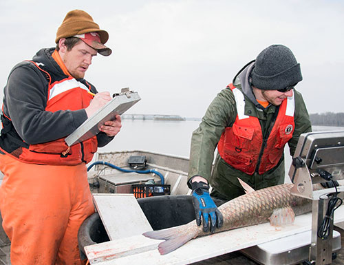 students tagging a fish