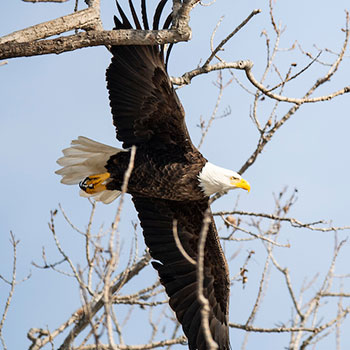 Bald Eagle