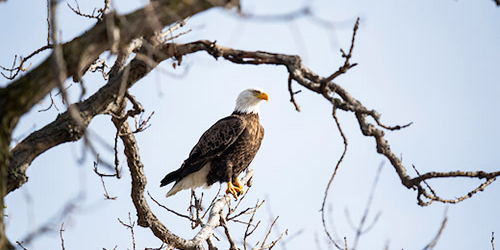 bald eagle in a tree