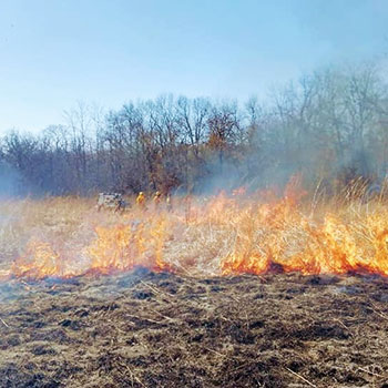 prescribed fire