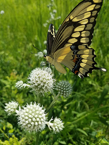 Swallowtail butterfly