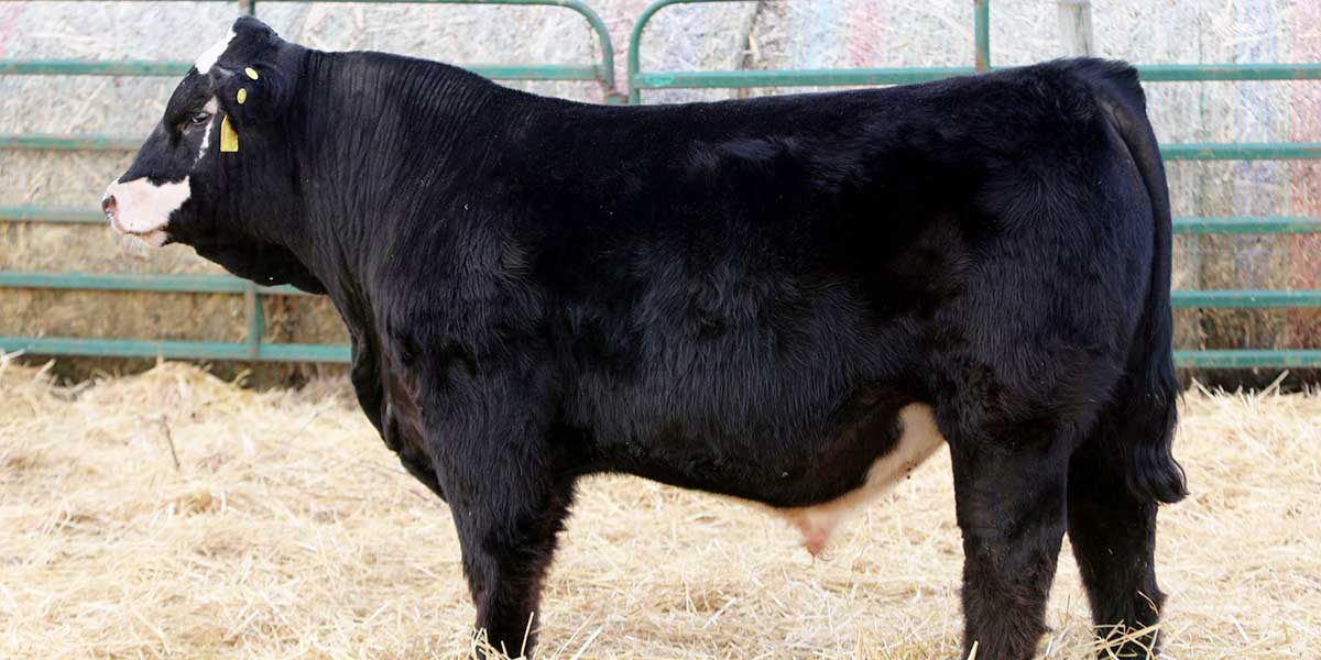 Photo of a bull