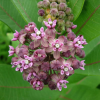 milkweed