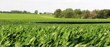 Corn field