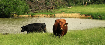 Cows near a pond