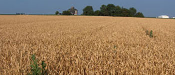 Organic Oat field