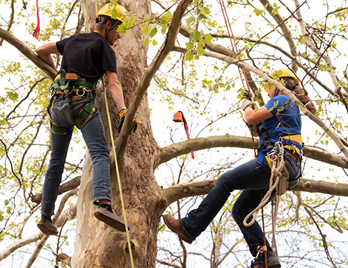 students climbing a tree